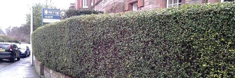 hedge.jpg